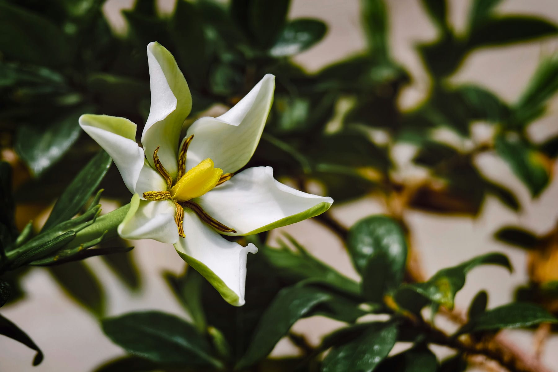 栀子花