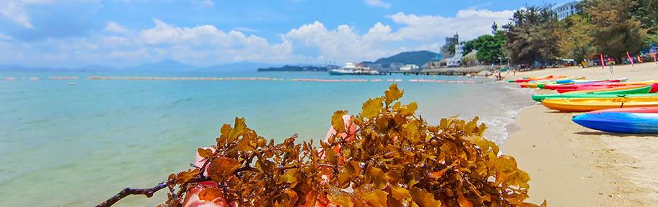 大鹏海边一日游