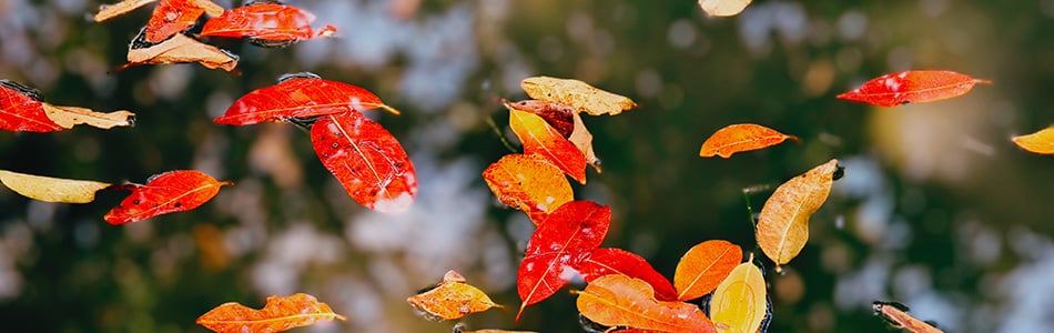 2025_03_02-荔枝公园,树枝