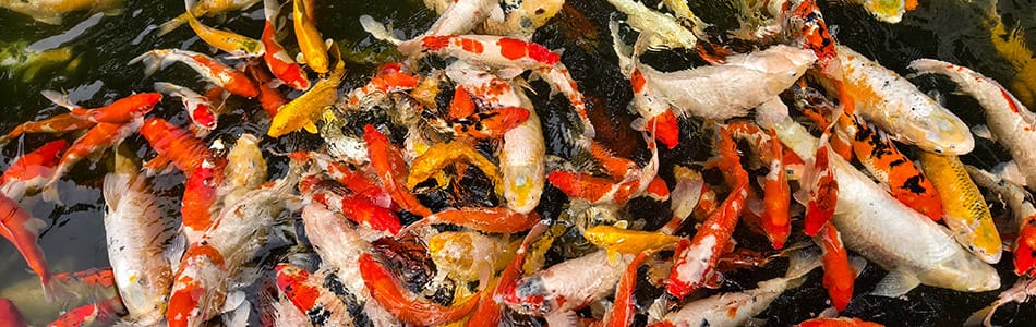 抓拍到一只假社恐