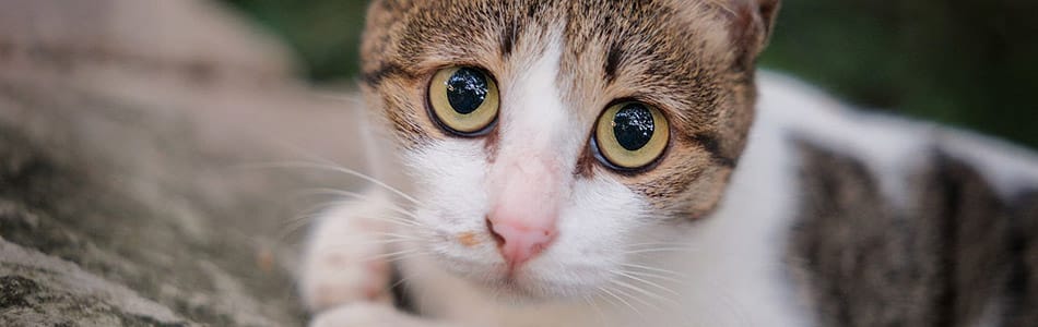 2025_08_24 南头古城